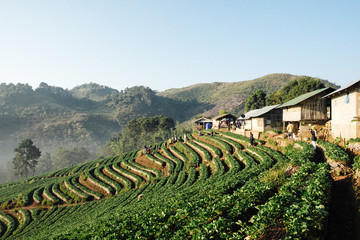 Fototapeta na wymiar The beautiful Landscape of strawberry plantation in the morning with the mist blue sky and sunlight at Ban Nor Lae, Doi Ang Khang, Chaing Mai, Thailand.