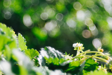 Greed Leaves and water drop in strawberry plantation. Close up shot with selective focus and beautiful natural bokeh