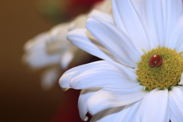 Fototapeta premium Ladybug closeup