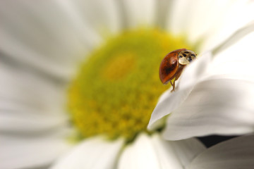 Ladybug closeup