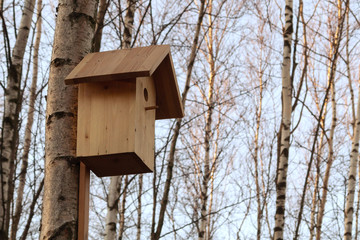 birdhouse on a tree in an early spring birch forest