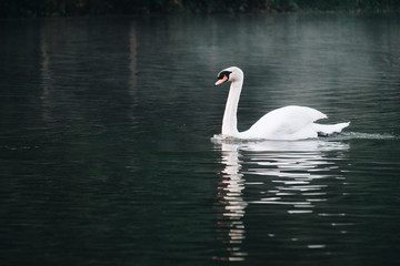 White swan alone side floating on reservoir, river with the fog in Pang Ung, Thailand