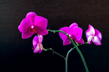 Pink phalaenopsis orchid flower on a dark background close up