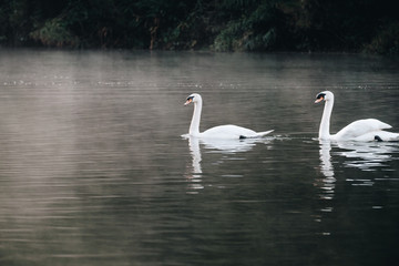 White swan alone side floating on reservoir, river with the fog in Pang Ung, Thailand