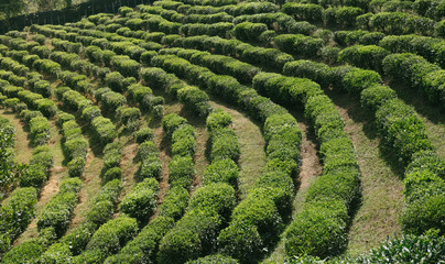 Green tea field in rak thai, Mae Hong Sorn, north province in thailand