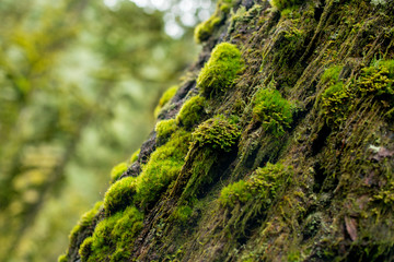 Moss On Tree