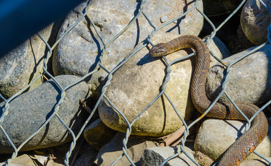 Northern water snake (Nerodia sipedon) large, nonvenomous, common snake in the family Colubridae, basks in sunlight on wired rocks.