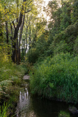 Fototapeta na wymiar South of Chile offers an amazing nature with great landscapes, green areas inside the rainforests of the Rivers Region (Region de los Rios) close to Pucon, enjoying the outdoors on a wild environment