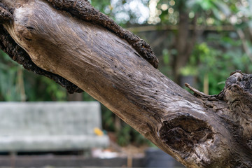 Natural wood, delicate skin, blurred background
