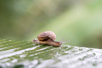 Snail in shell crawling on the green palm leaf, summer day in garden, close up, Thailand