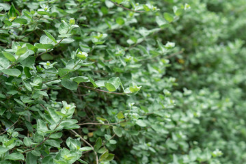 Green leaf leaves are the background