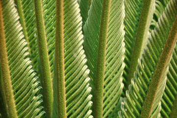close up new leaf of cycas 