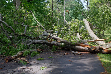 Huge Oak Tree Topples Across a Narrow Road
