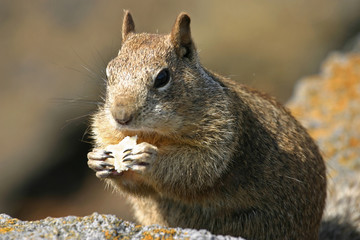 Fototapeta premium California Ground Squirrel Close Up