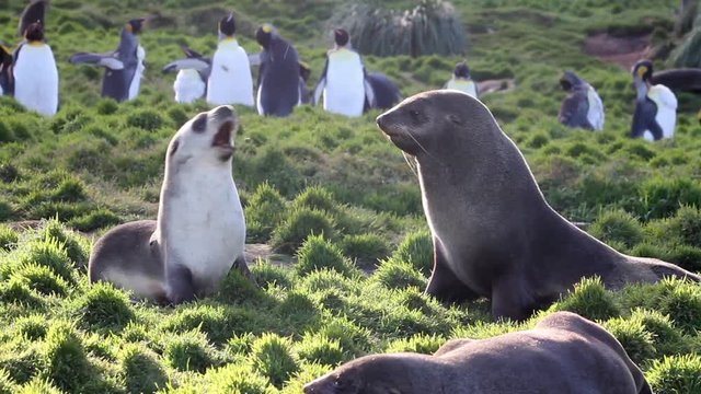 Southern fur seals play and courtship Beautiful Southern fur seals courtship