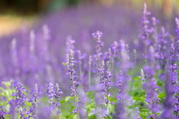  lavender flower. flower garden. Soft focus