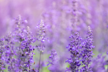  lavender flower. flower garden. Soft focus