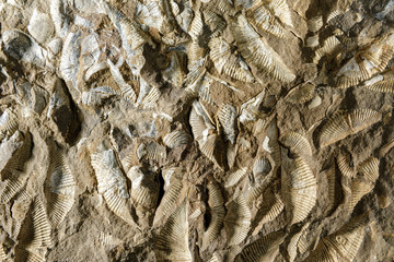 A rock studded with fossils, from Schoharie County, New York State, a region famous for fossils.