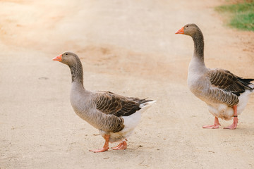 gooses walk across on a street road