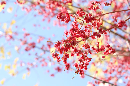 red berris on tree on blue sky background