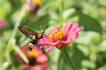Hummingbird Clearwing hovering over a pink zinnia with its proboscis extended