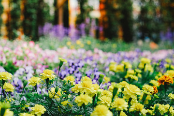 Flower garden background in the northThailand,Field of heather vintage background