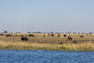 Bufalos in Chobe National Park, Botswana
