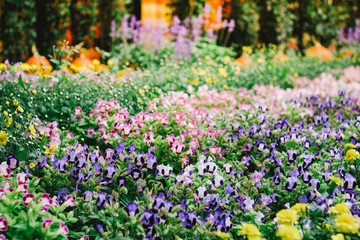 Flower garden background in the northThailand,Field of heather vintage background