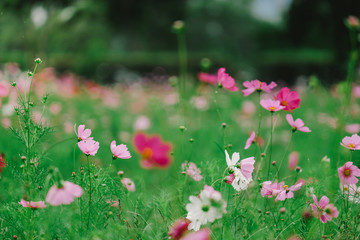 Cosmos flower (Cosmos Bipinnatus) with blurred bokeh background