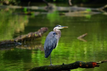 Great Blue Heron