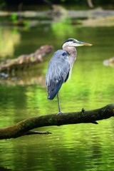 Great Blue Heron