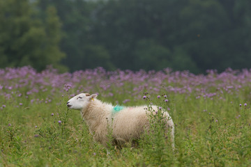 Sheep in the field of flowes