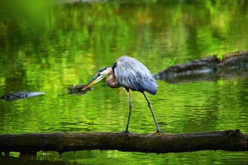 Great Blue Heron