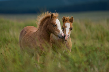 Obraz na płótnie Canvas Wales wild horses