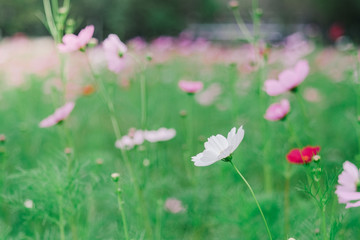 Cosmos flower (Cosmos Bipinnatus) with blurred bokeh background