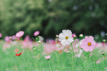 Cosmos flower (Cosmos Bipinnatus) with blurred bokeh background