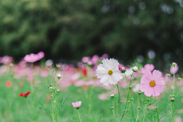 Cosmos flower (Cosmos Bipinnatus) with blurred bokeh background