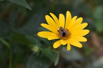 Bee on a yellow wild flower
