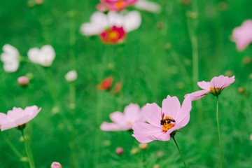 Obraz na płótnie Canvas Cosmos flower (Cosmos Bipinnatus) with blurred bokeh background