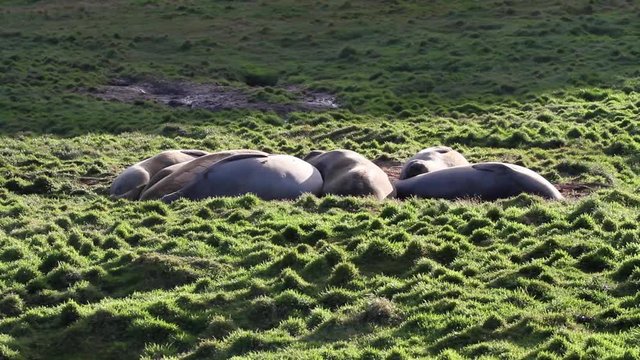 Southern fur seals flock sleeping in Antarctica