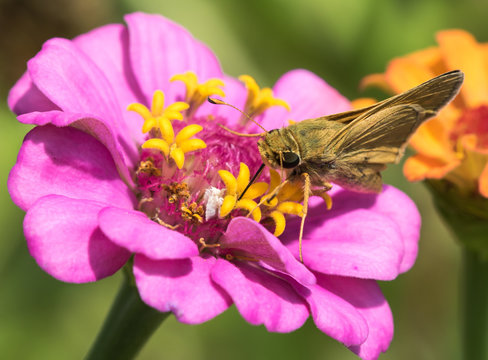Skipper butterfly drinking from a pink zinnia with its proboscis while a jagged ambush bug nymph watches below an open disk floret