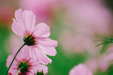 Fototapeta premium Cosmos flower (Cosmos Bipinnatus) with blurred bokeh background