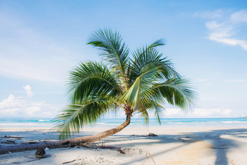 Coconut tree on beach with sky.