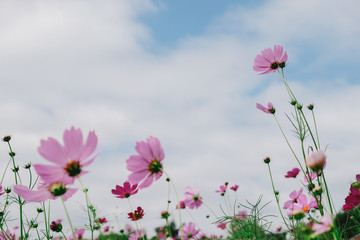 Cosmos flower (Cosmos Bipinnatus) with blurred sky background