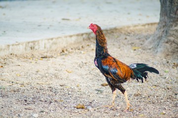 Chicken picture is walking for food
