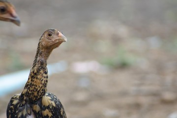 Chicken picture is walking for food