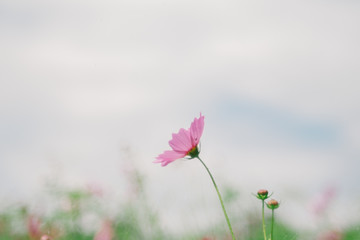 Cosmos flower (Cosmos Bipinnatus) with blurred sky background