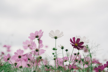 Cosmos flower (Cosmos Bipinnatus) with blurred sky background