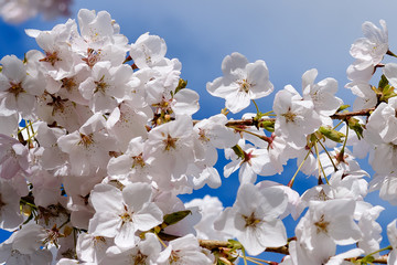 Cherry blossom tree in Vancouver closeup. Blue sky background.