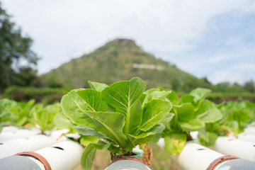 Cultivated field of lettuce growing in rows along the contour line in Thailand